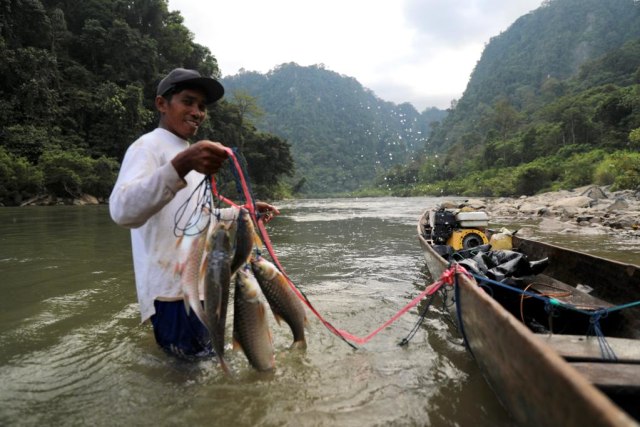 Tangkapan ikan kerling di Krueng Teunom. Foto: Suparta/acehkini