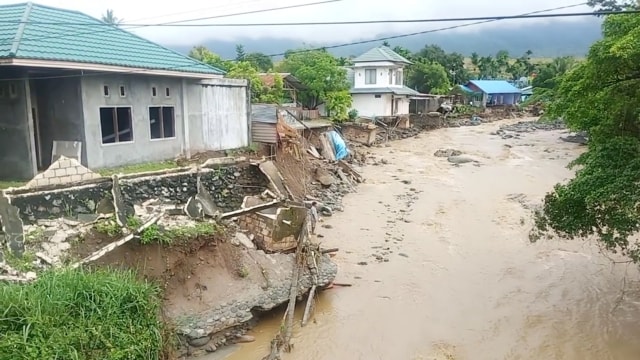 Hiu Air Tawar dari Atas Gunung Hanyut di Banjir Sentani