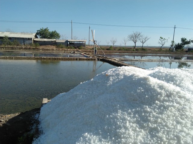 Tumpukan garam di tambak milik petani di Sumenep. Foto : Rossy