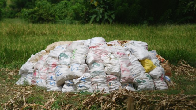 Tumpukan Jagung Hasil Panen yang Masih Basah. Foto: Muhammad Safirah/Info Dompu