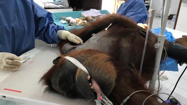 Orang utan Hope menjalani operasi tulang di Pusat Rehabilitasi Orangutan Sibolangit, Sumatera Utara. Foto: Dok YEL-SOCP 