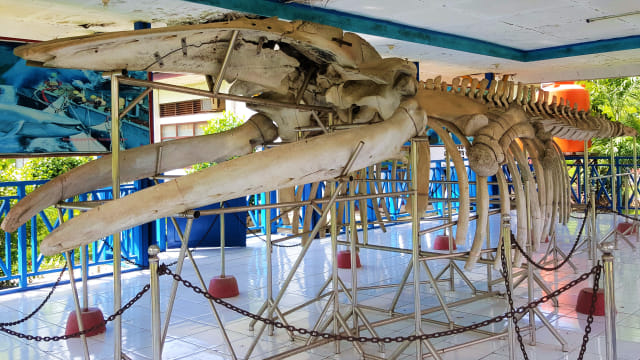 Tulang Paus Biru, Foto: Lukman Budianto/kendarinesiaid