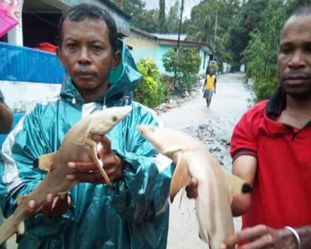 Warga perlihatkan ikan mirip hiu yang ditemukan usai banjir Sentani. (Foto dok wartaplus.com)
