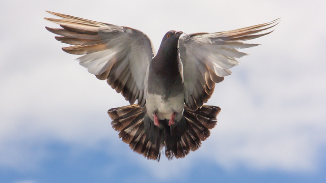 Ilustrasi burung dara. Foto: Pixabay