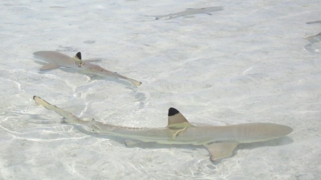 Hiu karang sirip hitam atau black tip reef shark muda. Foto: Leon Brocard via wikimedia commons.