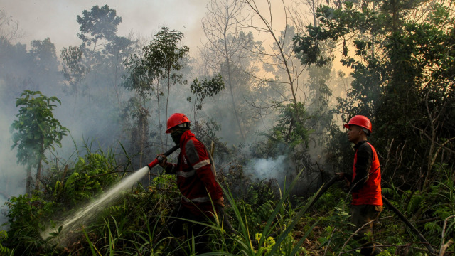 Petugas Manggala Agni berusaha memadamkan kebakaran lahan gambut di Pekanbaru, Riau, Selasa (19/3). Foto: ANTARA FOTO/Rony Muharrman