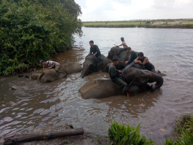 Pawang gajah di area hutan suaka alam di kabupaten Lahat (istimewa)