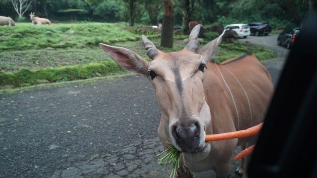 com-Liburan Bareng Movic, memberi makan hewan di Safari Ride