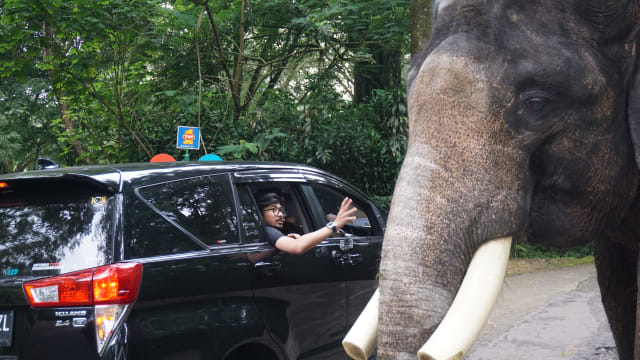 com-Den Dimas melihat gajah di Safari Ride