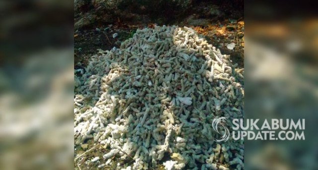 Patahan terumbu karang yang sudah mati untuk diperjualbelikan marak dilakukan warga di pesisir Pantai Cilegok, Desa Girimukti, Kecamatan Ciemas, Kabupaten Sukabumi. | Sumber Foto:Istimewa.