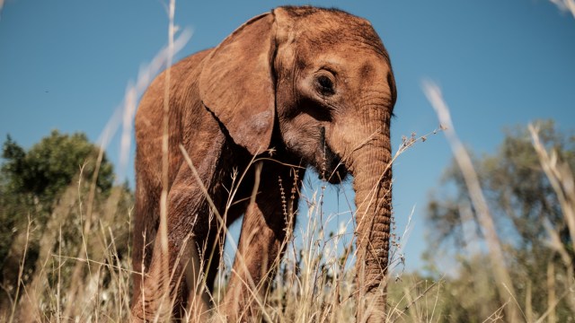 Gajah Afrika di kebun binatang Warsawa, Polandia diberi ganja agar tidak stres. Foto: AFP/Yasuyoshi CHIBA