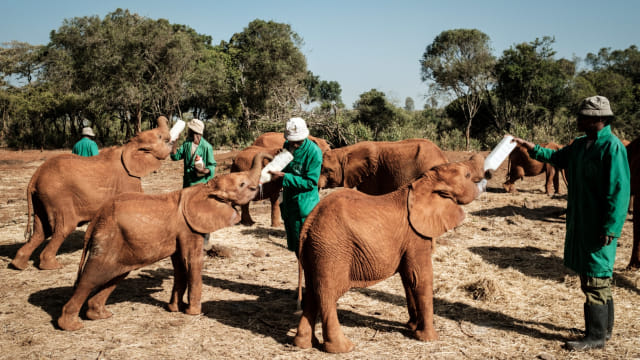 Gajah yatim piatu diberi susu oleh penjaga di panti asuhan gajah David Sheldrick Wildlife Trust (DSWT) di Nairobi, Kenya, (12/3). Foto: AFP/Yasuyoshi CHIBA