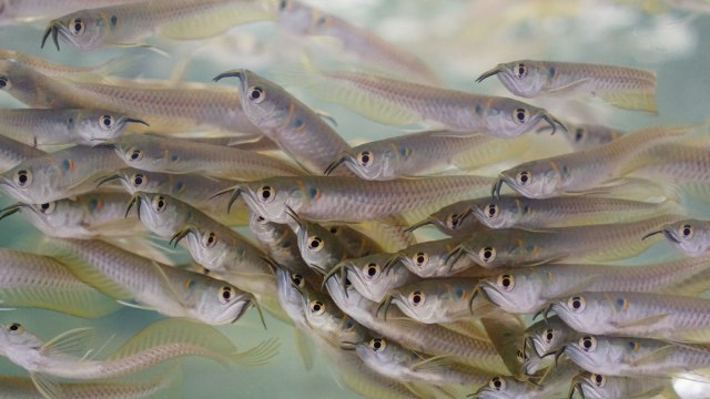 Ilustrasi bibit ikan arwana. Foto: Shutter Stock