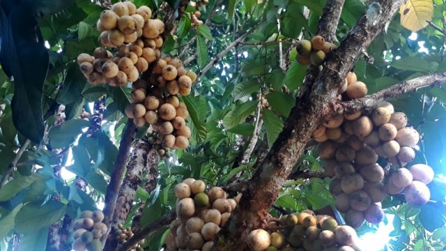 Buah Langsat organik siap panen yang tumbuh subur di pekebunan warga di Desa Sigaso, Kecamatan Atinggola, Kabupaten Gorontalo Utara. Foto : Alfian Gobel 