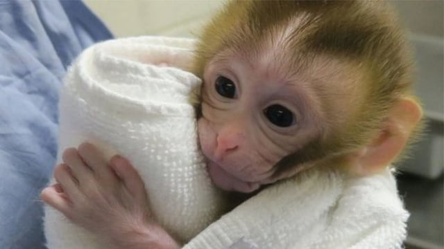Monyet Grady saat berusia dua bulan. Foto: Oregon Health and Science University