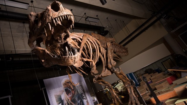 Fosil Tyrannosaurus Rex bernama "Scotty". Foto: University of Alberta