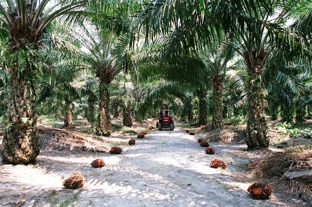 Ilustrasi industri perkebunan kelapa sawit (Sumber: Wikimedia Commons)
