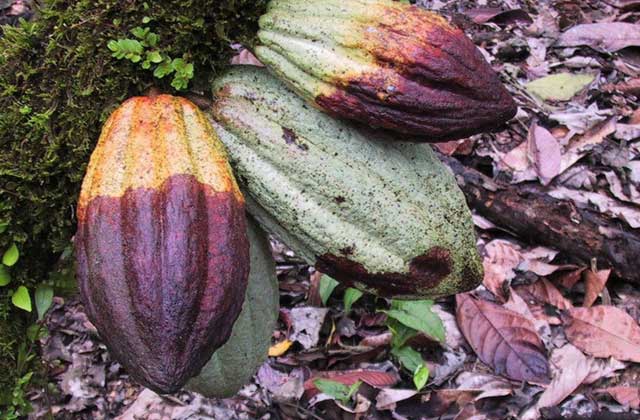 Buah kakao yang terserang penyakit busuk buah. Sumber foto : alamtani.com