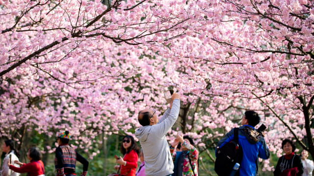 Pengunjung mengambil gambar di bawah bunga sakura yang mekar di sebuah kebun raya di Nanjing, provinsi Jiangsu, China. Foto: REUTER/Stringer