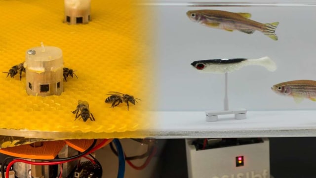 Lebah dan ikan saat berkomuniasi menggunakan alat banru robot Foto: YouTube/Ecole Polytechnique Federale de Lausanne