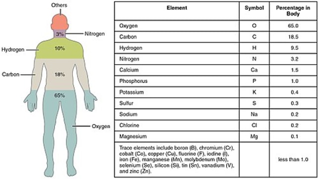 Human body | wikipedia.org