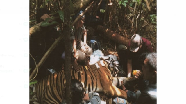 Video: Harimau Sumatera Luka Parah Usai Kena Jerat Perangkap Pemburu
