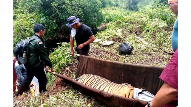 HARIMAU Sumatera (Panthera tigris sumaterae) dievakuasi dari dalam hutan menggunakan tandu usai kaki kiri bagian depannya luka parah akibat jerat perangkap dipasang. (Foto: BBKSDA Riau)