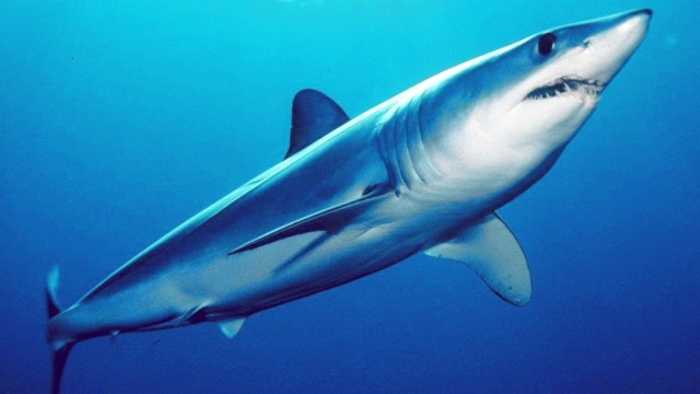 Ilustrasi hiu mako sirip pendek. Foto: Mark Conlin, SWFSC Large Pelagics Program via Wikimedia Commons