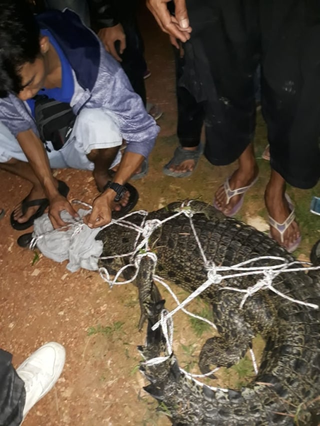 Warga Desa Pagarawan Kecamatan Merawang, Kabupaten Bangka berhasil menangkap seekor buaya yang panjangnya satu meter,  Rabu (27/3/2019) malam. Sebelumnya buaya ini sempat menyerang salah satu warga setempat ketika sedang mencari udang di tambak.(foto:babelhits.com)