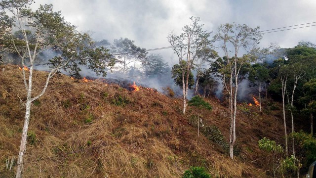 Ilustrasi kebakaran hutan di Aceh. Foto: Adi Warsidi 