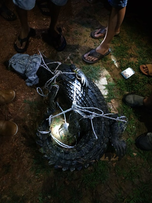 Buaya dengan panjang satu meter berhasil ditangkap warga Pagarawan, Kecamatan Merawang, Kabupaten Bangka, Rabu (27/3/2019) malam.(foto:babelhits)