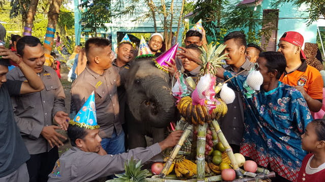 Gajah Intan Setia saat merayakan ulang tahun keduanya di CRU Trumon, Aceh Selatan, Sabtu (16/3). Foto: Yudiansyah/acehkini