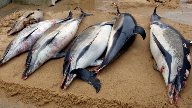 Lumba-lumba yang terdampar di pantai Prancis Foto: AP/Observatoire Pelagis/CNRS/Universite de la Rochelle