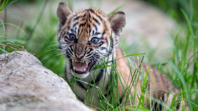 anak dimakan harimau Foto 3 Bayi Harimau Sumatera Lahir di Kebun Binatang 