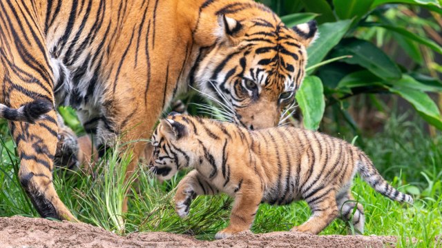 Seekor anak harimau Sumatera terlihat bersama induknya di Kebun Binatang Taronga,Sydney, Australia, Jumat, (29/3). Foto: Kebun Binatang Taronga/ via REUTERS
