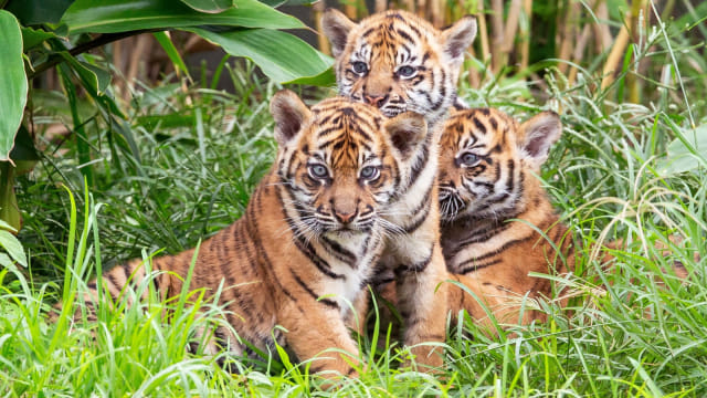 Tiga ekor anak harimau Sumatera terlihat di Kebun Binatang Taronga,Sydney, Australia, Jumat, (29/3). Foto: Kebun Binatang Taronga/ via REUTERS
