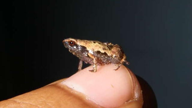 Salah satu katak terkecil di dunia, Mini mum. Foto: Andolalao Rakotoarison via PLOS ONE.