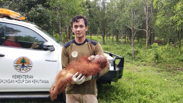 Anak Orang Utan berhasil di rescue dari perkebunan warga (Foto: BKSDA Kalteng)