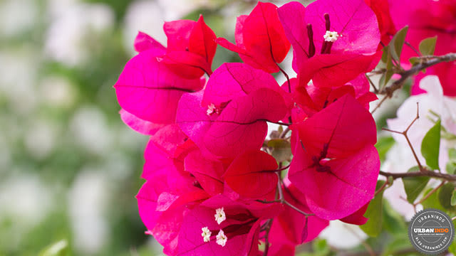 Memperindah Pekarangan Rumah dengan 7 Macam Bunga  Cantik 