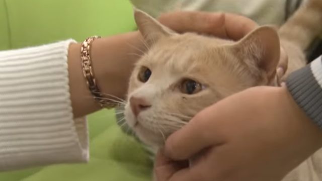 Taekgang, kucing yang dipelihara 360 mahasiswa dan dosen di Korea (Foto: YouTube)