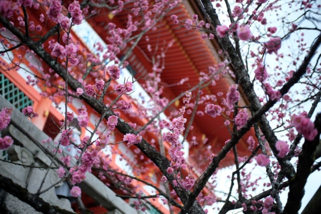 Bunga sakura di kompleks Kiyomizu-dera Temple, Kyoto, Jepang. Foto: Ahmad Ariska