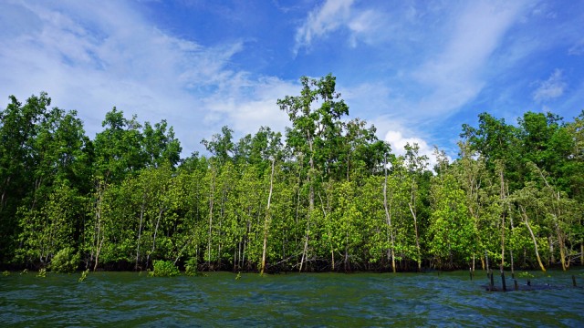 Hutan Mangrove di Distrik Babo, Kabupaten Teluk Bintuni. Foto: Fachrul Irwinsyah/kumparan