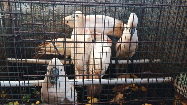 Burung kakatua seram (Cacatua molucensis) (Foto: istimewa)