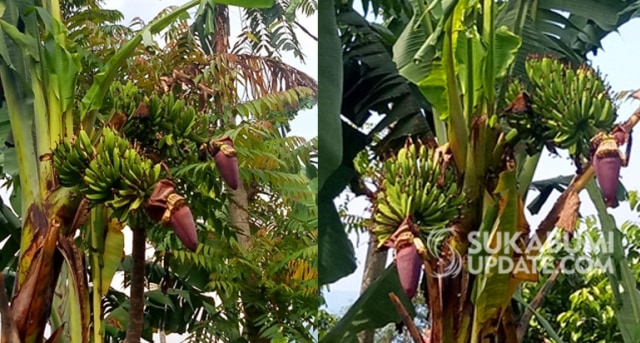 Pohon pisang unik dua tandan di Kampung Jabon Depok, Desa Girijaya, Kecamatan Cidahu, Kabupaten Sukabumi, Jumat (5/4/2019). | Sumber Foto:Rawin Soedaryanto