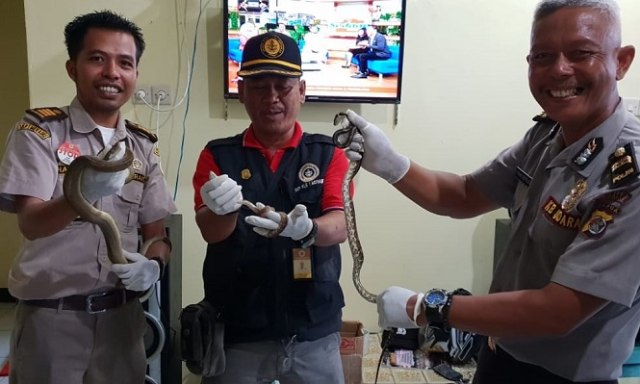 Penyelundupan tiga ekor ular yang dikirim dengan jasa paket pengiriman barang. (BumiPapua.com/Abdel) 