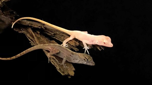 Cara Merawat Kadal di Rumah agar Bertahan Hidup Lebih Lama | kumparan.com