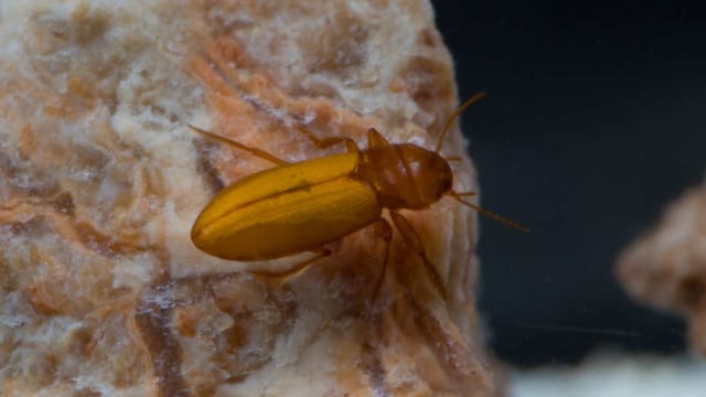 Kumbang jenis Paroster macrosturtensis, salah satu kumbang penyelam bawah tanah yang berhasil hidup secara permanen tanpa akses ke udara. Foto: K. Jones dan M. Haase
