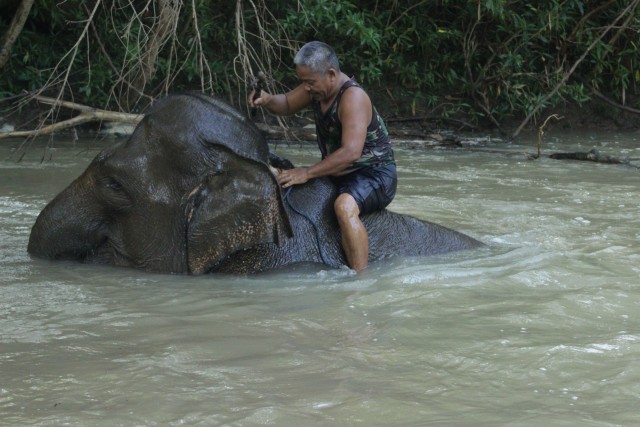 Seorang pawang gajah di sekolah gajah Bukit Serelo saat memandikan gajah yang belum dievakuasi (Urban Id)