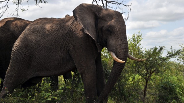 Gajah di taman nasional Afrika Selatan Foto: AFP/Issouf Sanogo