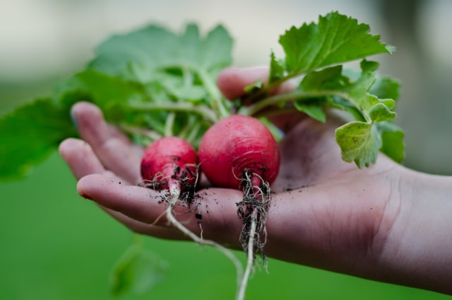 DITJEN PSP - X Cara Berkebun di Lahan Sempit PEXELS.jpg